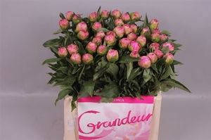 PIVOINE CATH FONTIJN 55